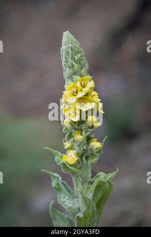 Eine Nahaufnahme der kleinen gelben Blüten am Stiel einer gewöhnlichen Mullein-Pflanze in der Nähe von Hauser, Idaho. Stockfoto