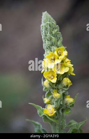 Eine Nahaufnahme der kleinen gelben Blüten am Stiel einer gewöhnlichen Mullein-Pflanze in der Nähe von Hauser, Idaho. Stockfoto