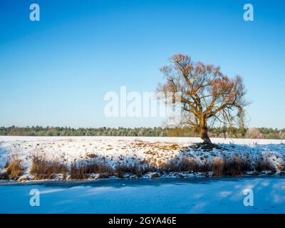 Schneebedeckte Winterlandschaft mit Blick über einen Kanal auf ein offenes Feld und einen einzigen Baum am gegenüberliegenden Ufer vor einem blauen, wolkenlosen Himmel. Stockfoto