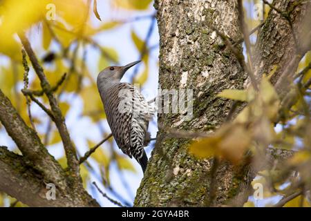 In Hauser, Idaho, thront ein hübsches nördliches Flimmern auf einem Baum mit gelben Blättern. Stockfoto