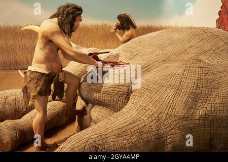 Nachbildung eines prähistorischen Mannes, der Nahrung von einem Tier im Paläontologischen Museum von Cuenca, Castilla La Mancha, Spanien, erhält Stockfoto