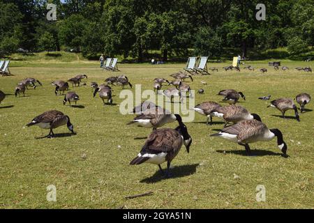 Große Herde Kanadagänse im Hyde Park, London, Großbritannien Stockfoto