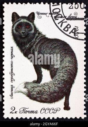 RUSSLAND - UM 1980: Eine in Russland gedruckte Marke zeigt Dark Silver Fox, Vulpes Vulpes, Animal, um 1980 Stockfoto