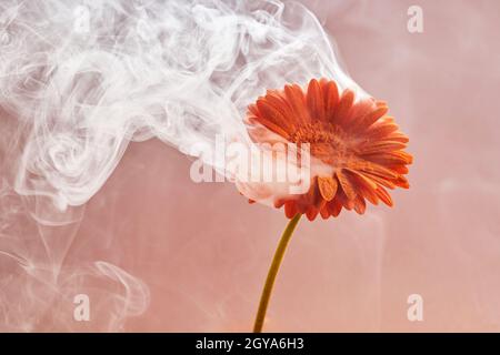Orangefarbene Blume mit Rauch auf rosa Hintergrund. Kreatives ungewöhnliches Konzept. Stockfoto