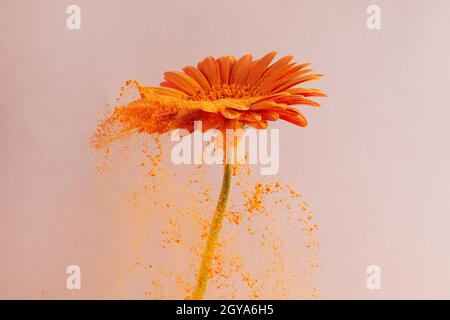 Blume mit orangefarbenem Pulver auf rosa Hintergrund. Explosionswolke. Farbenfroher Staub explodiert. Energie. Stockfoto