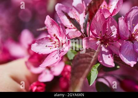 Ein paar voll blühende rosa Blüten im Frühling Stockfoto