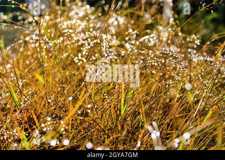 Tau Morgen auf den Wiesen (Gras nass mit Tau; nass) und die Sonne scheint auf dem Gras Stockfoto