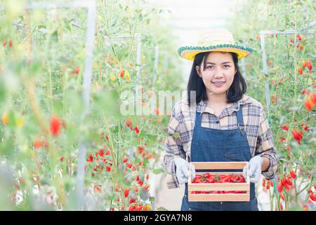 Porträt von Landwirt junge Frau in Uniform lächelnd hält frische rote Tomaten auf den Händen nach der frischen Ernte, Tomaten Bio-Lebensmittel Garten kleines Unternehmen Stockfoto