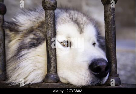 Hund an einem Zaun in der Stadt gebunden, Heimtier Stockfoto