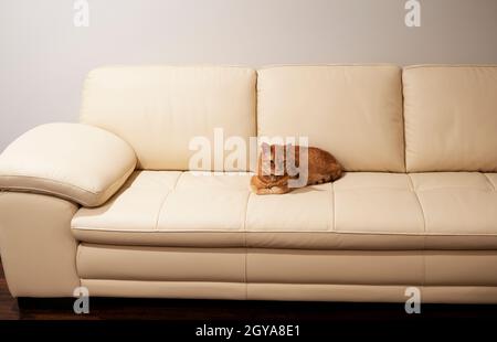 Ingwer-Katze ruht sich auf der Couch aus Stockfoto