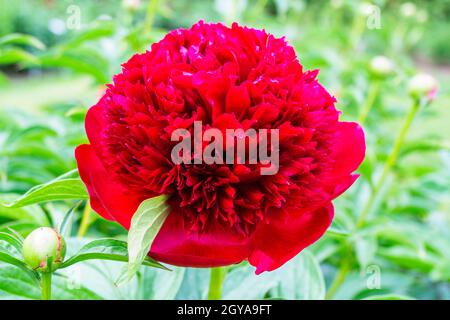 Rote Pfingstrose, Paeonia Officinalis 'Red Charm' im Garten. Stockfoto