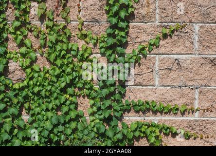 efeu (Hedera) Pflanze über Ziegelwand nützlich als Hintergrund Stockfoto