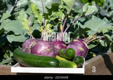 Erntezeit, Nahaufnahme Bild von Gemüse Stockfoto