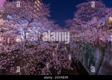 Kirschblüten des Meguro River. Aufnahmeort: Metropolregion Tokio Stockfoto