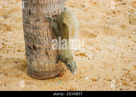 Pattaya Beach niedlichen Eichhörnchen (Thailand). Drehort: Königreich Thailand Stockfoto