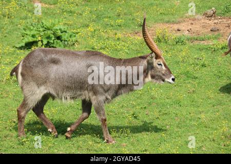 Schöne wilde Tiere kochend Hörner Safari Antilopen Gazellen Stockfoto