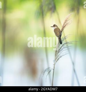 Große Teichrohrsänger (Acrocephalus arundinaceus) in der Natur Lebensraum. Stockfoto