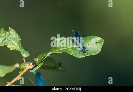 Gebänderte Demoiselle (Calopteryx splendens) auf leag im Sommer, Bialowieza Forest, Polen, Europa Stockfoto