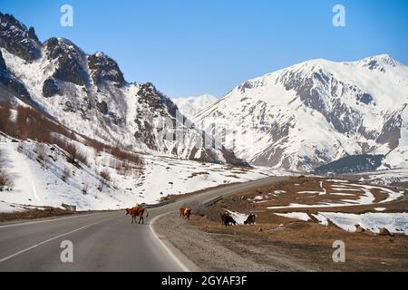 Kühe in den Bergen Georgiens. Tiere grasen entlang der Straße. Unglaubliche Berglandschaft im Hintergrund. Stockfoto