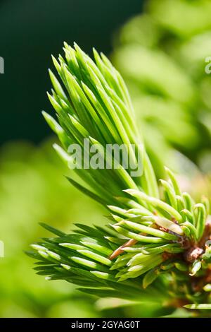 Grüner Spross einer neuen Knospen Nadel im Frühjahr Stockfoto