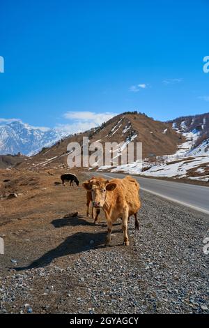 Kühe in den Bergen Georgiens. Tiere grasen entlang der Straße. Unglaubliche Berglandschaft im Hintergrund. Stockfoto