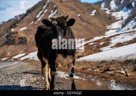 Kühe in den Bergen Georgiens. Tiere grasen entlang der Straße. Unglaubliche Berglandschaft im Hintergrund. Stockfoto