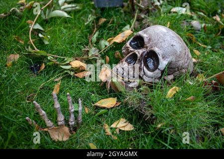 Schädel und Skeletthand ragen aus dem Boden. Halloween Dekoration. Stockfoto