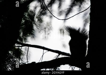 Rotes Eichhörnchen oder eurasisches rotes Eichhörnchen (Sciurus vulgaris) auf einem Ast. Stockfoto