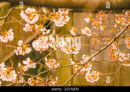 Sakura von Meguro River. Aufnahmeort: Metropolregion Tokio Stockfoto