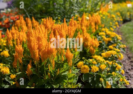 Celosia Argentea pflanzt sich in einem Garten Stockfoto