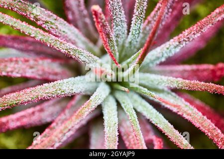 Makroaufnahme einer lila, rosa und grün blühenden Pflanze Stockfoto