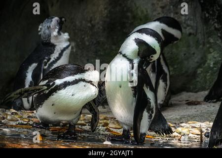 Von Humboldt-Pinguin steht auf dem Felsen Bild. Aufnahmeort: Singapur Stockfoto