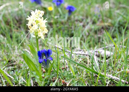 Enzian Blumen auf grüner Wiese. Blaue Blume. Enziana acaulis Stockfoto