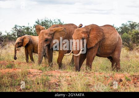 Drei afrikanischen Busch Elefanten (Loxodonta africana), Wandern auf der Savanne mit einigen Bäumen im Hintergrund. Amboseli National Park, Kenia. Stockfoto