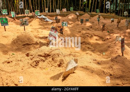 Etiketten mit Schildkröte Art und Tage Ei im Sand, in Sea Turtle Hatchery Stockfoto