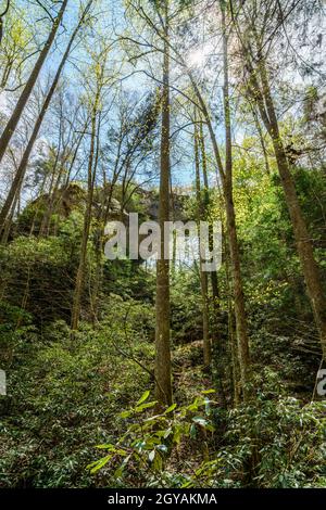 Blick auf den Grays Arch von unten in der Red River Gorge in Kentucky Stockfoto