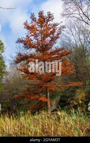 Roter Ahorn im Sofievsky Arboretum oder Sofiyivsky Park in Uman, Ukraine, an einem sonnigen Herbsttag Stockfoto
