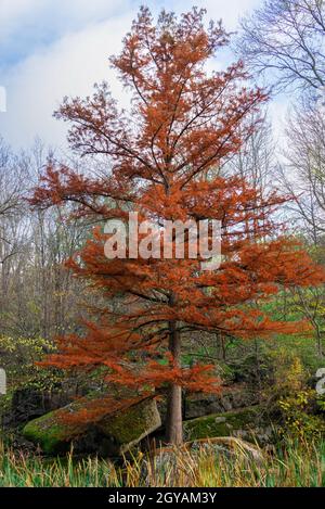 Roter Ahorn im Sofievsky Arboretum oder Sofiyivsky Park in Uman, Ukraine, an einem sonnigen Herbsttag Stockfoto