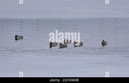 Enten und Draken im Winter auf dem See, Fluss Stockfoto