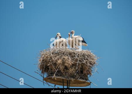 Kerkini-See, Griechenland, 13. Juli 2021: Ciconia ist eine Gattung häufig wandernder Watvögel, die zur Familie der Ciconiidae gehören und alle Störche genannt werden. Stockfoto
