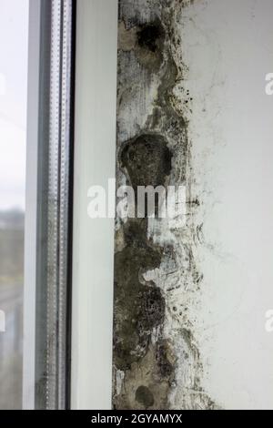 Schimmel in der Nähe der Fenster, Schimmel an den Wänden des Hauses. Metall-Kunststoff-Fenster sind nicht ordnungsgemäß installiert Stockfoto