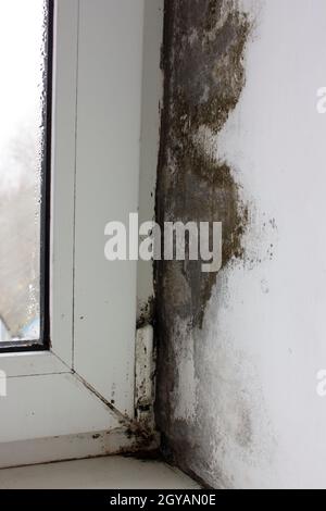 Die Ecke auf der Fensterbank ist mit Schimmel bedeckt, Schimmel auf Kunststofffenstern. Stockfoto