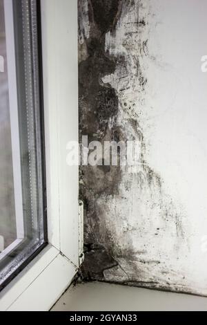 Schimmel in der Nähe der Fenster, Schimmel an den Wänden des Hauses. Metall-Kunststoff-Fenster sind nicht ordnungsgemäß installiert Stockfoto