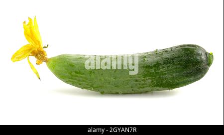 Frische kleine Gurke mit Dornen und gelben Blüten. Gemüse Nahaufnahme isoliert auf weißem Hintergrund Stockfoto