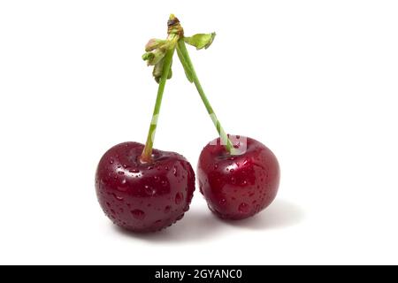 Isoliert auf weißen Kirschen mit Tautropfen. Zwei reife Beeren. Frische der Sommerfrüchte im Rahmen Stockfoto