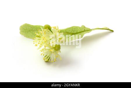 Linden ist eine medizinische, Honig-, Lebensmittel- und technische Pflanze. Blume isoliert auf weißem Hintergrund Stockfoto