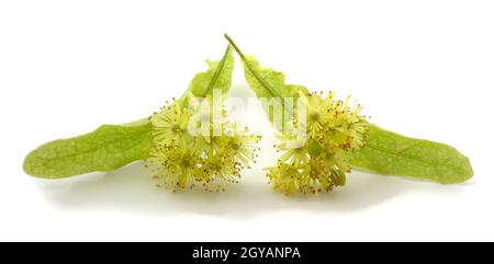 Linden ist eine medizinische, Honig-, Lebensmittel- und technische Pflanze. Blume isoliert auf weißem Hintergrund Stockfoto