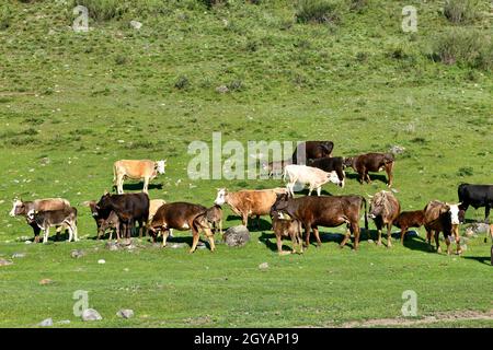 Herde von Kühen auf einer Alm Stockfoto