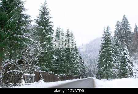 Asphaltstraße zwischen dem verschneiten Wald. Straße im Alpenwald Stockfoto