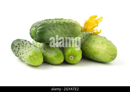 Frische kleine Gurken isoliert auf weißem Hintergrund. Gerade wurden Gurken mit Blumen gesammelt Stockfoto